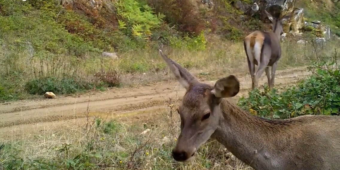 Bursa’nın kızıl geyikleri fotokapana takıldı
