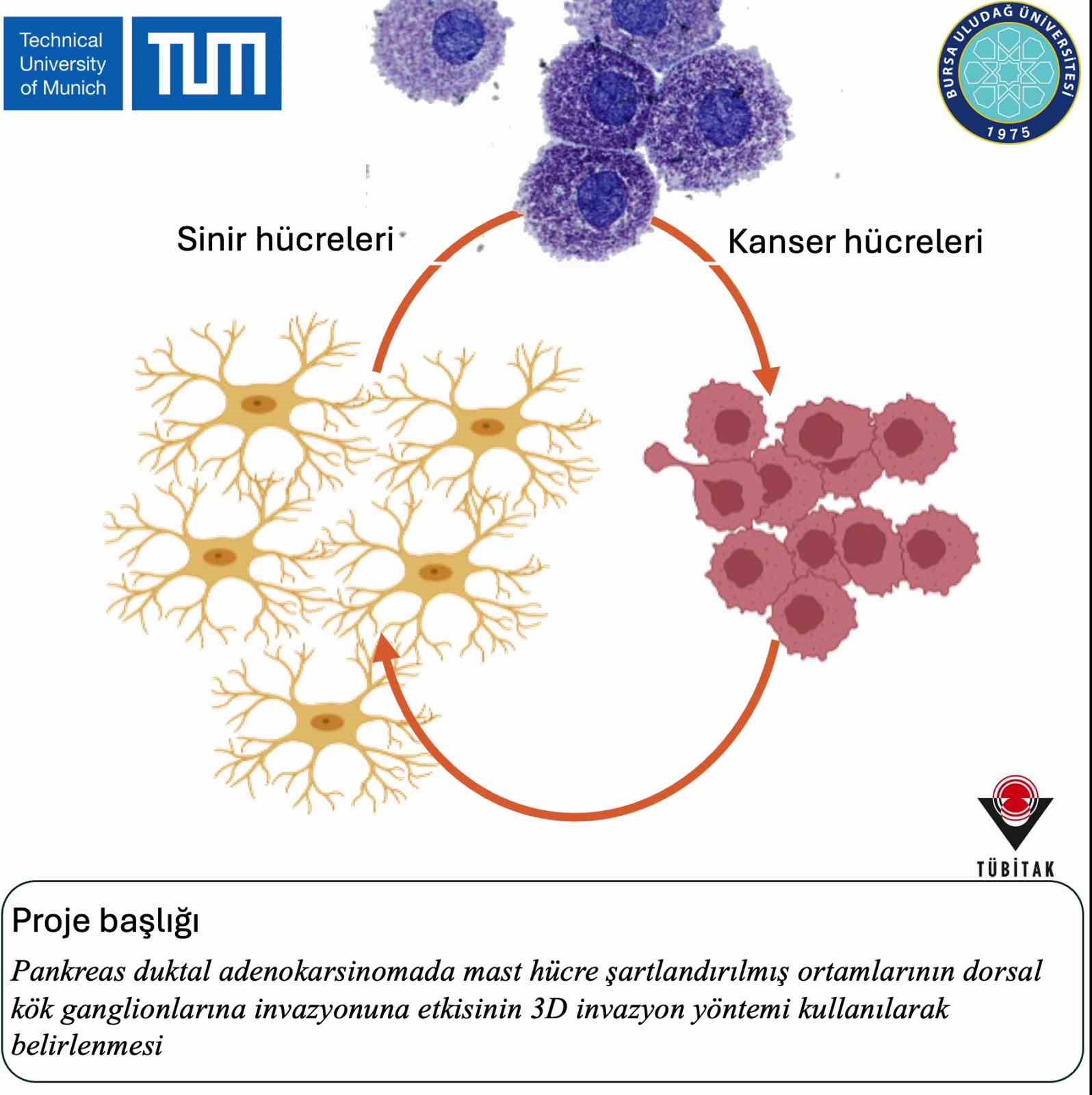 BUÜ’de başlattığı pankreas kanseri projesi Münih Teknik Üniversitesi’nde

