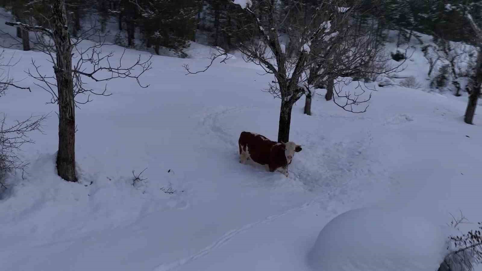 Büyükbaş hayvanların karla imtihanı dronla görüntülendi
