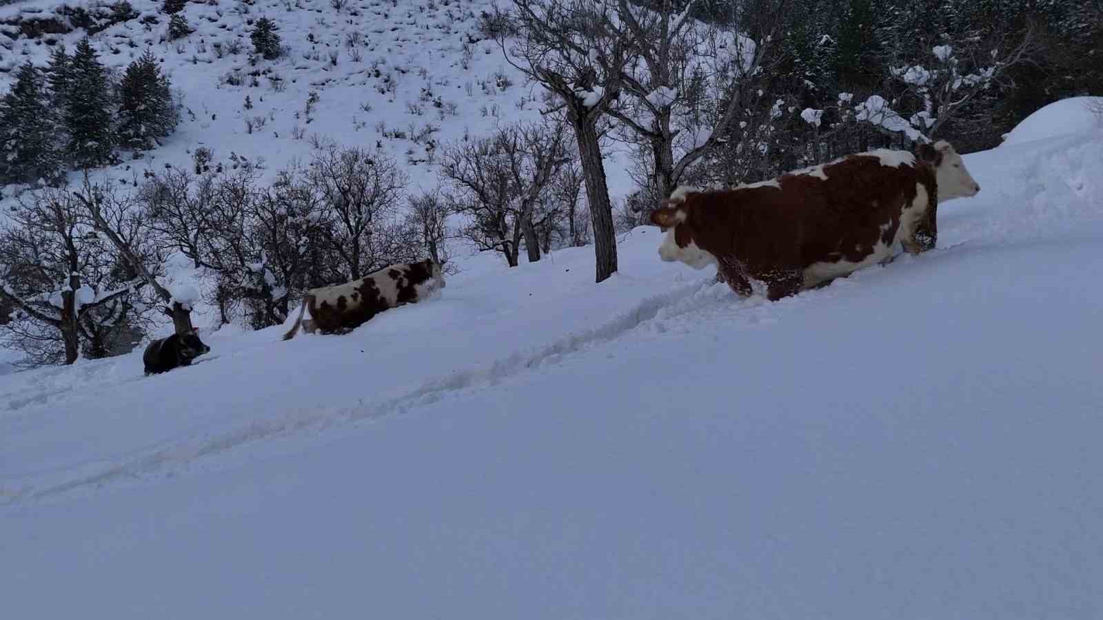 Büyükbaş hayvanların karla imtihanı dronla görüntülendi
