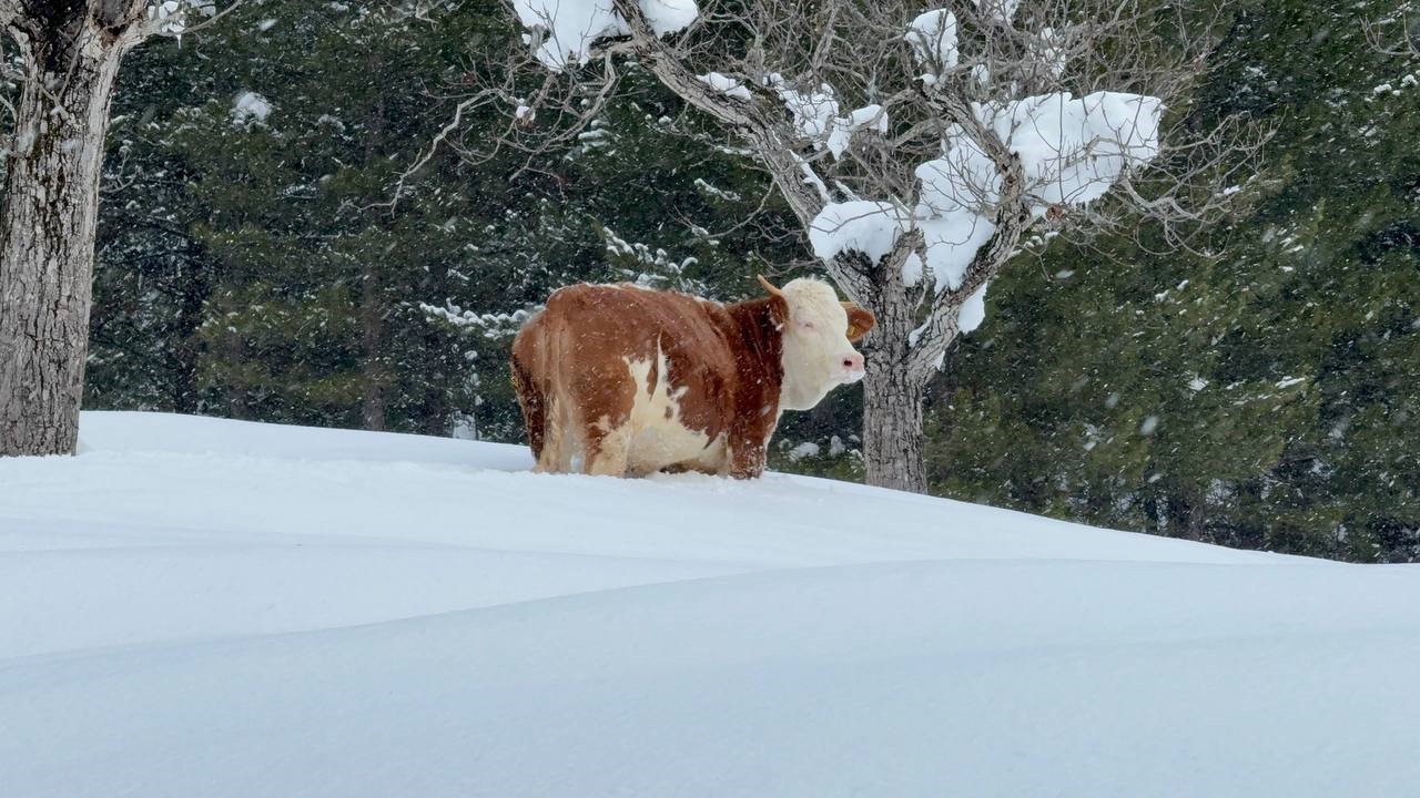 Büyükbaş hayvanların karla imtihanı dronla görüntülendi
