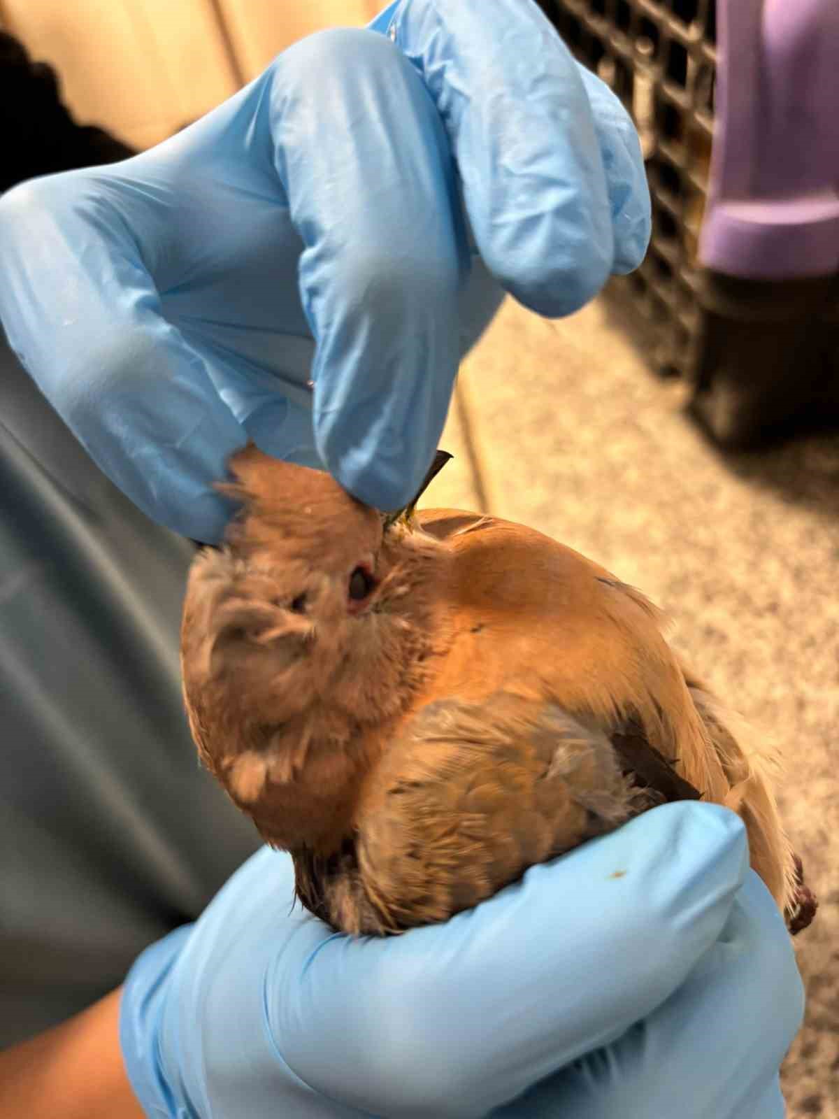 Büyükşehir ekipleri tüm canlılar için aynı özveriyle çalışıyor
Büyükşehir ekipleri tüm canlılar için aynı özveriyle çalışıyor