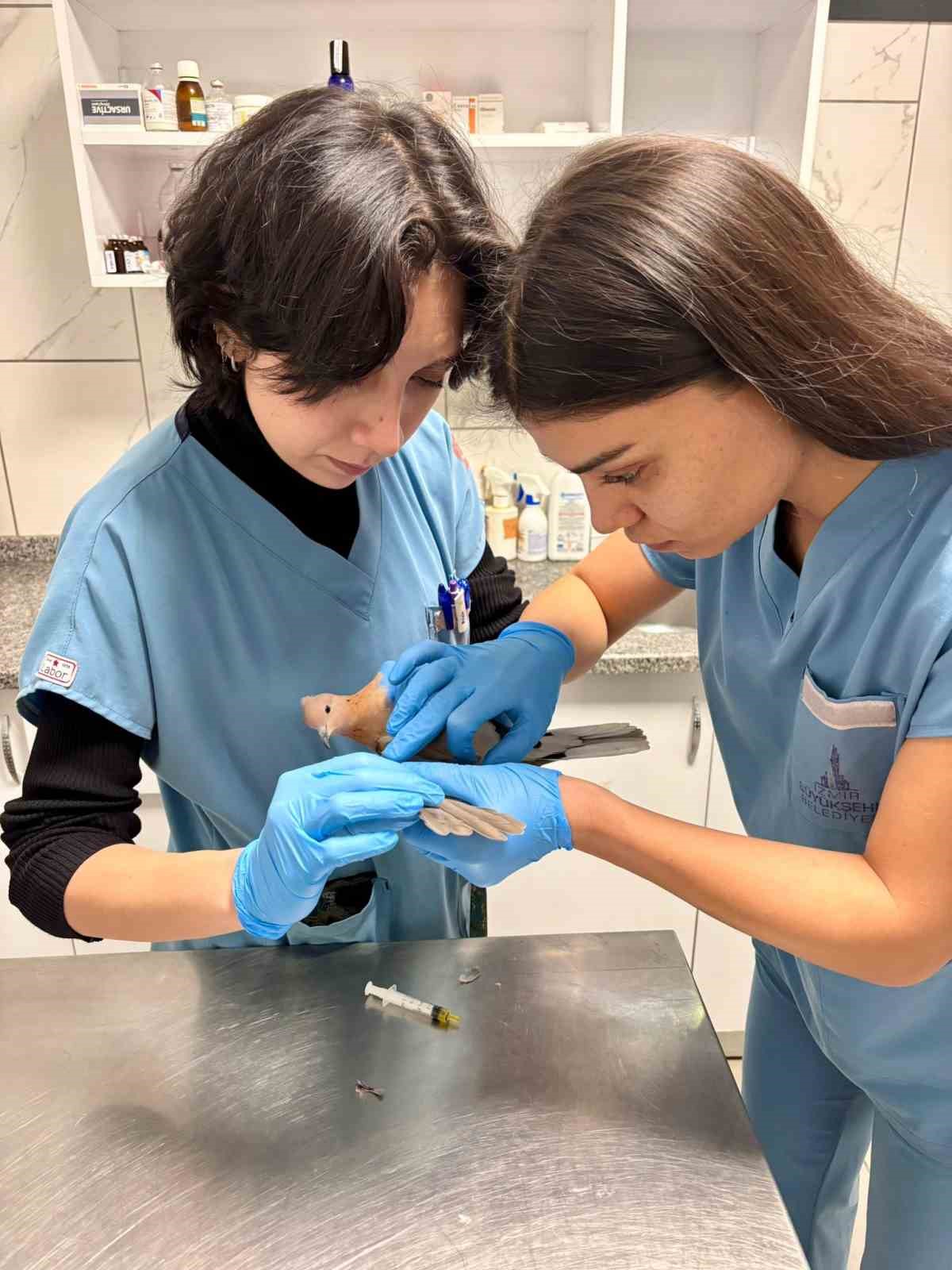 Büyükşehir ekipleri tüm canlılar için aynı özveriyle çalışıyor
Büyükşehir ekipleri tüm canlılar için aynı özveriyle çalışıyor