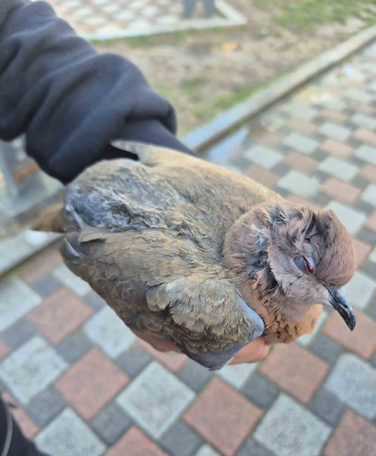 Büyükşehir ekipleri tüm canlılar için aynı özveriyle çalışıyor
Büyükşehir ekipleri tüm canlılar için aynı özveriyle çalışıyor