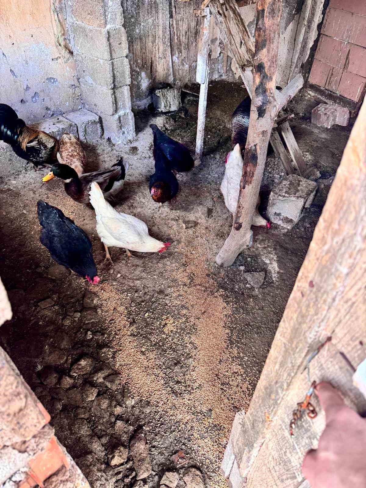 Büyükşehir ekipleri tüm canlılar için aynı özveriyle çalışıyor
Büyükşehir ekipleri tüm canlılar için aynı özveriyle çalışıyor