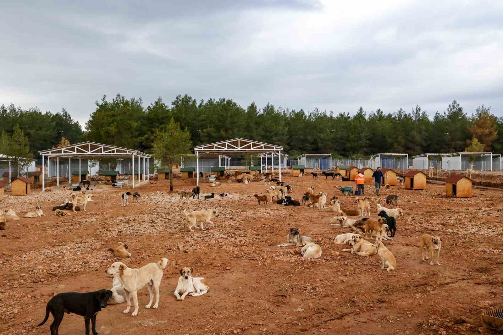 Büyükşehir sokak köpekleri için doğal yaşam alanı kapasitesini arttırdı
Büyükşehir sokak köpekleri için doğal yaşam alanı kapasitesini arttırdı