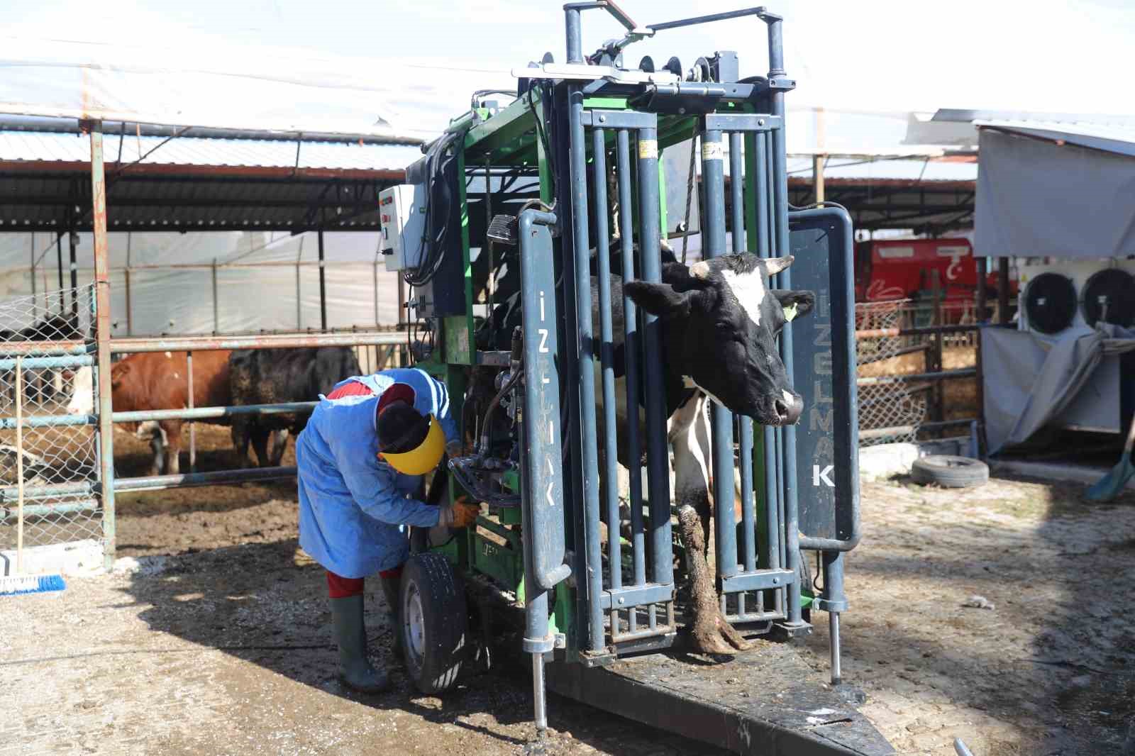 Büyükşehir’den 2025 yılında hayvancılığa 503 bin 625 kg yem desteği
