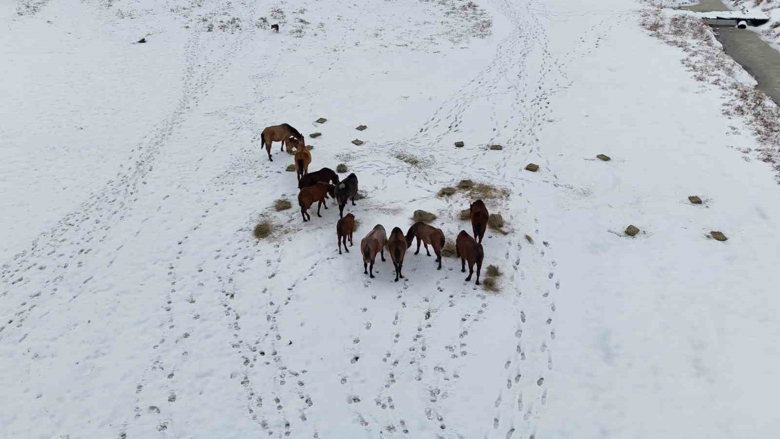 Büyükşehirden ‘dilsiz dostlara’ merhamet eli: Soğuk günlerde sıcak bir dokunuş

