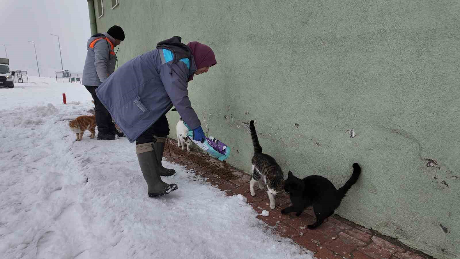 Büyükşehirden ‘dilsiz dostlara’ merhamet eli: Soğuk günlerde sıcak bir dokunuş
