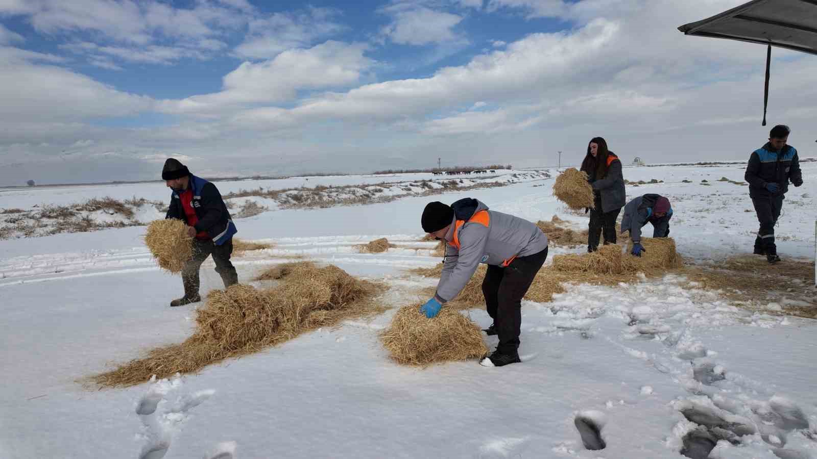 Büyükşehirden ‘dilsiz dostlara’ merhamet eli: Soğuk günlerde sıcak bir dokunuş
