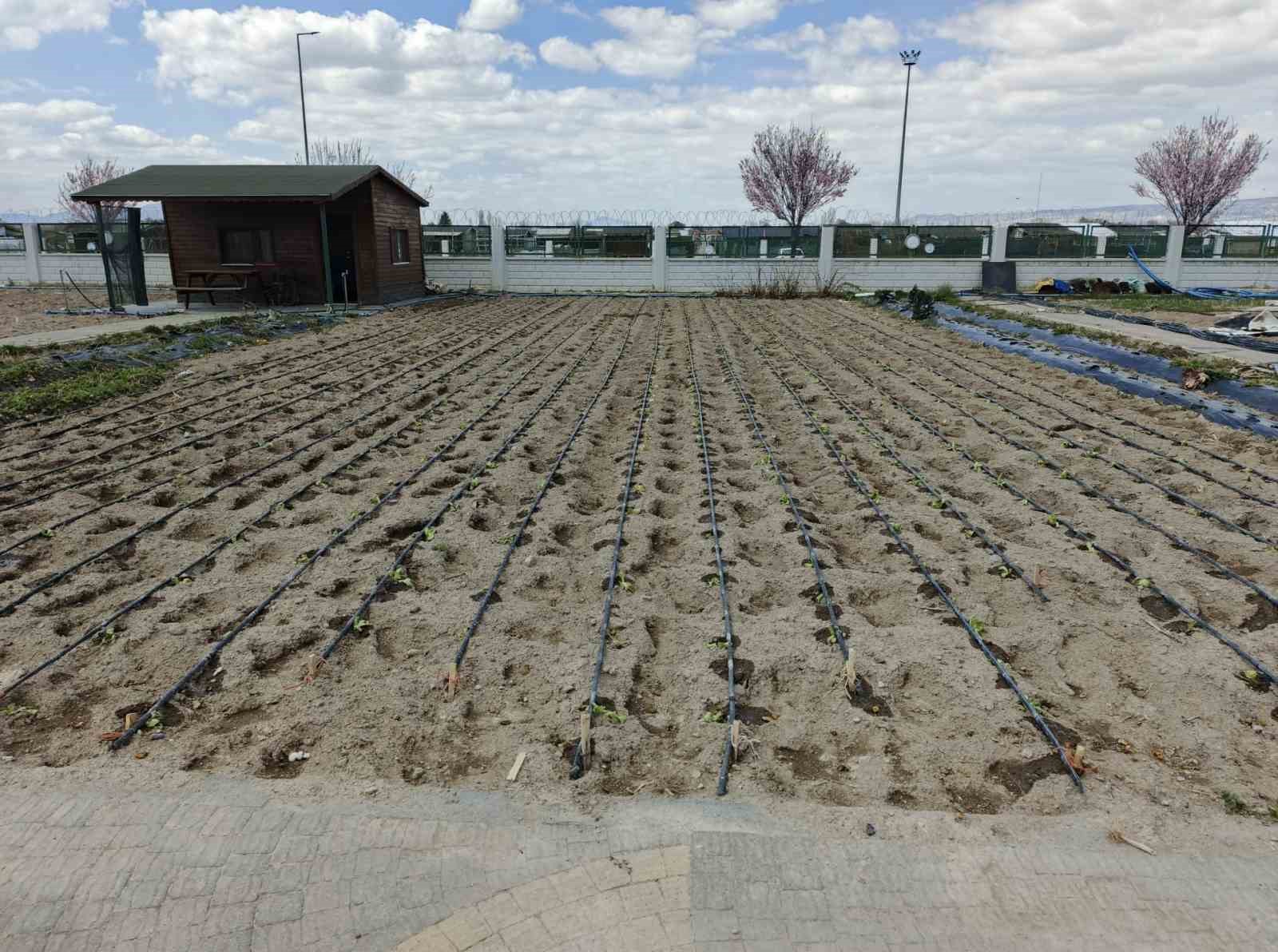Büyükşehirin Doğal Ürünler Bahçesi ve Pazarı’nda yeni sezon hazırlığı
