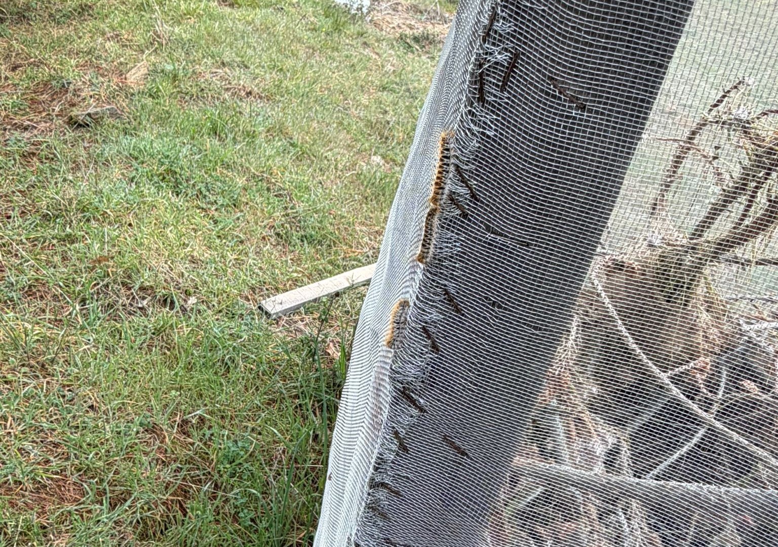 Çam ormanlarında ’Kese kurdu’ alarmı
