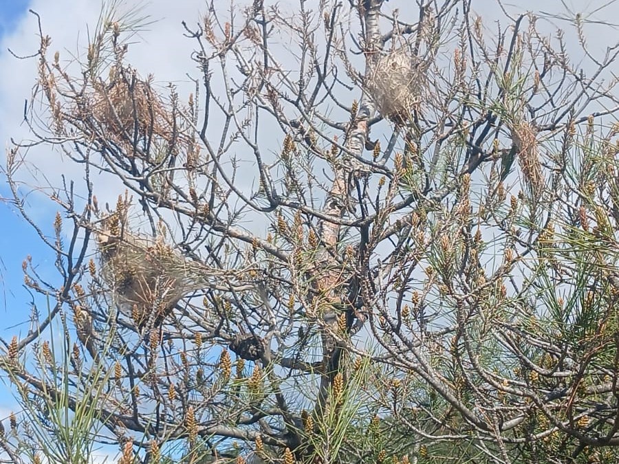 Çam ormanlarında ’Kese kurdu’ alarmı
