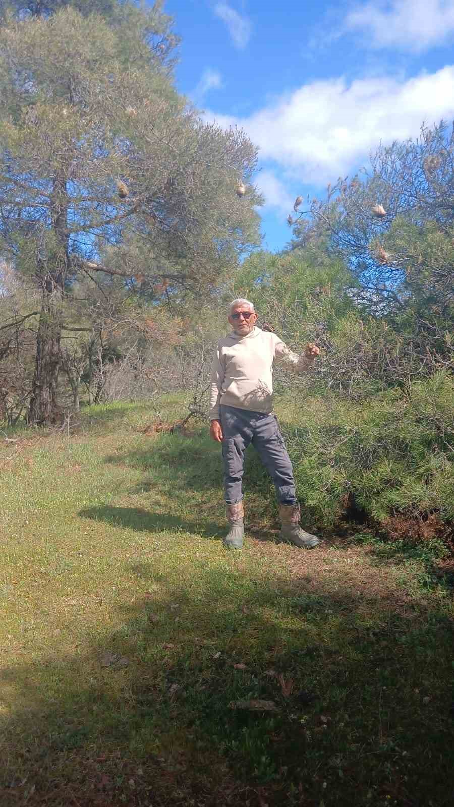 Çam ormanlarında ’Kese kurdu’ alarmı
