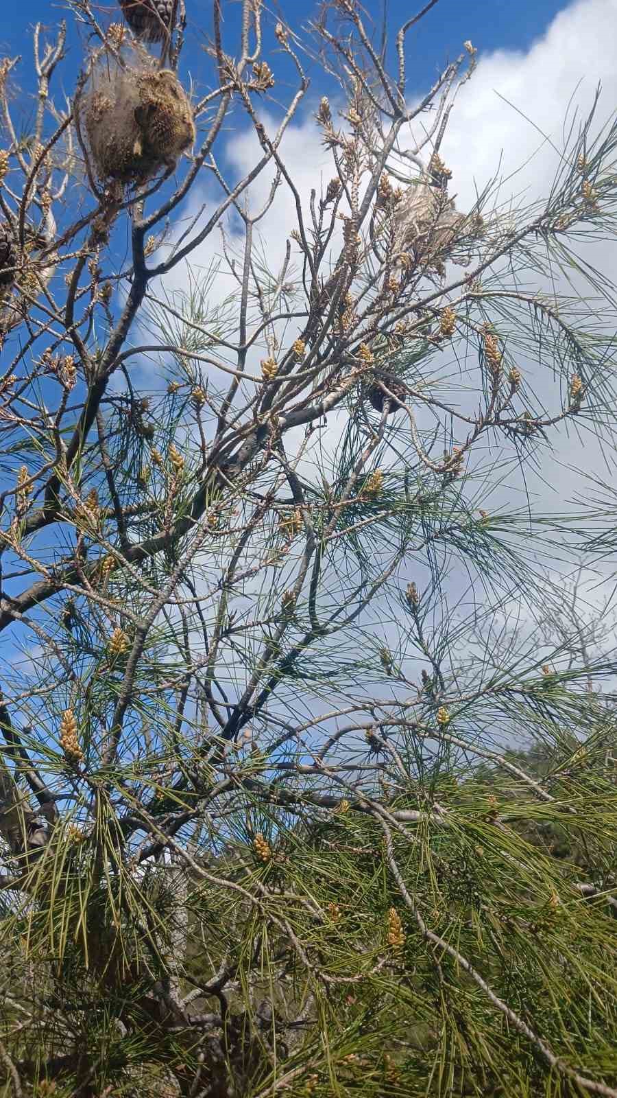 Çam ormanlarında ’Kese kurdu’ alarmı
