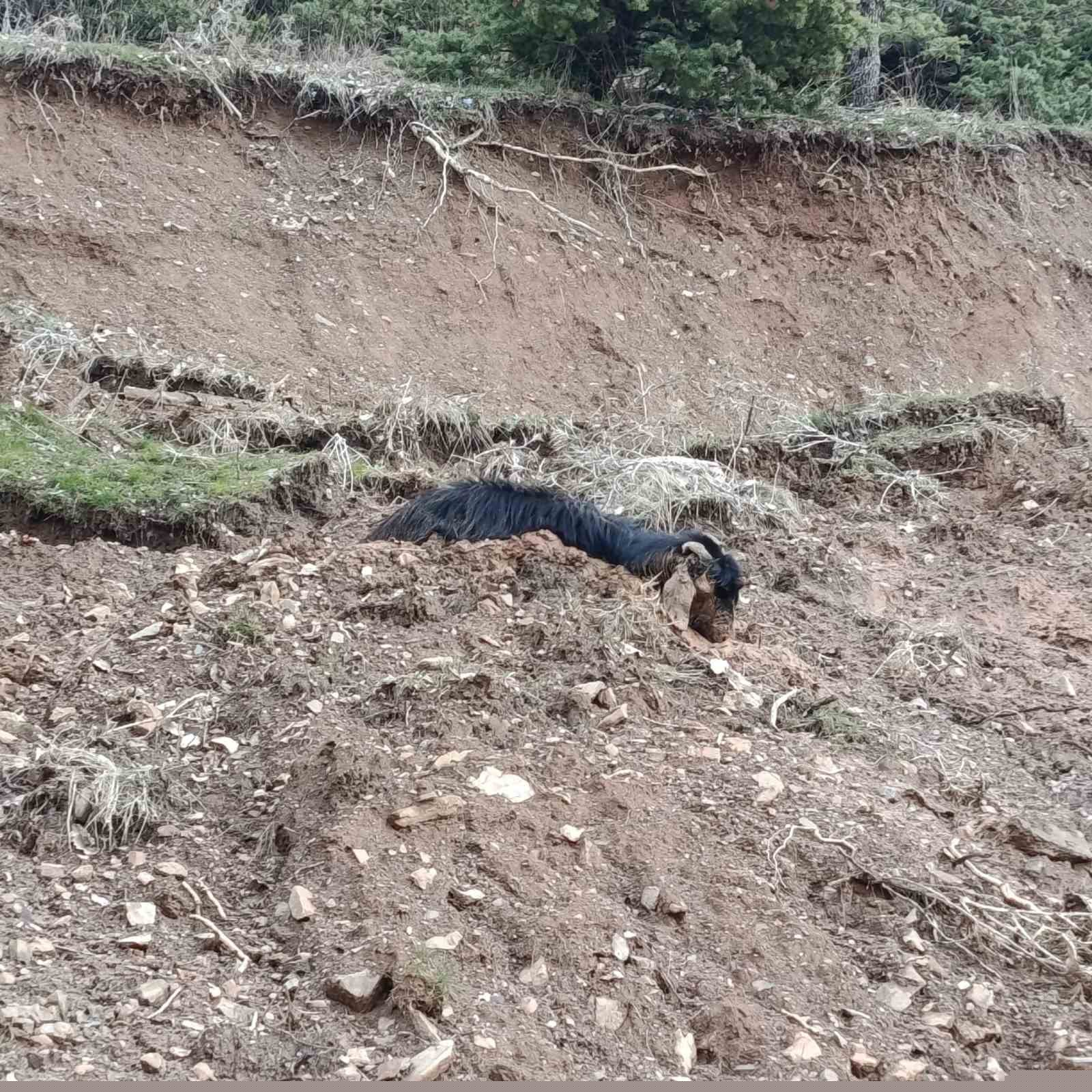 Çamura saplanan keçi son anda kurtarıldı
