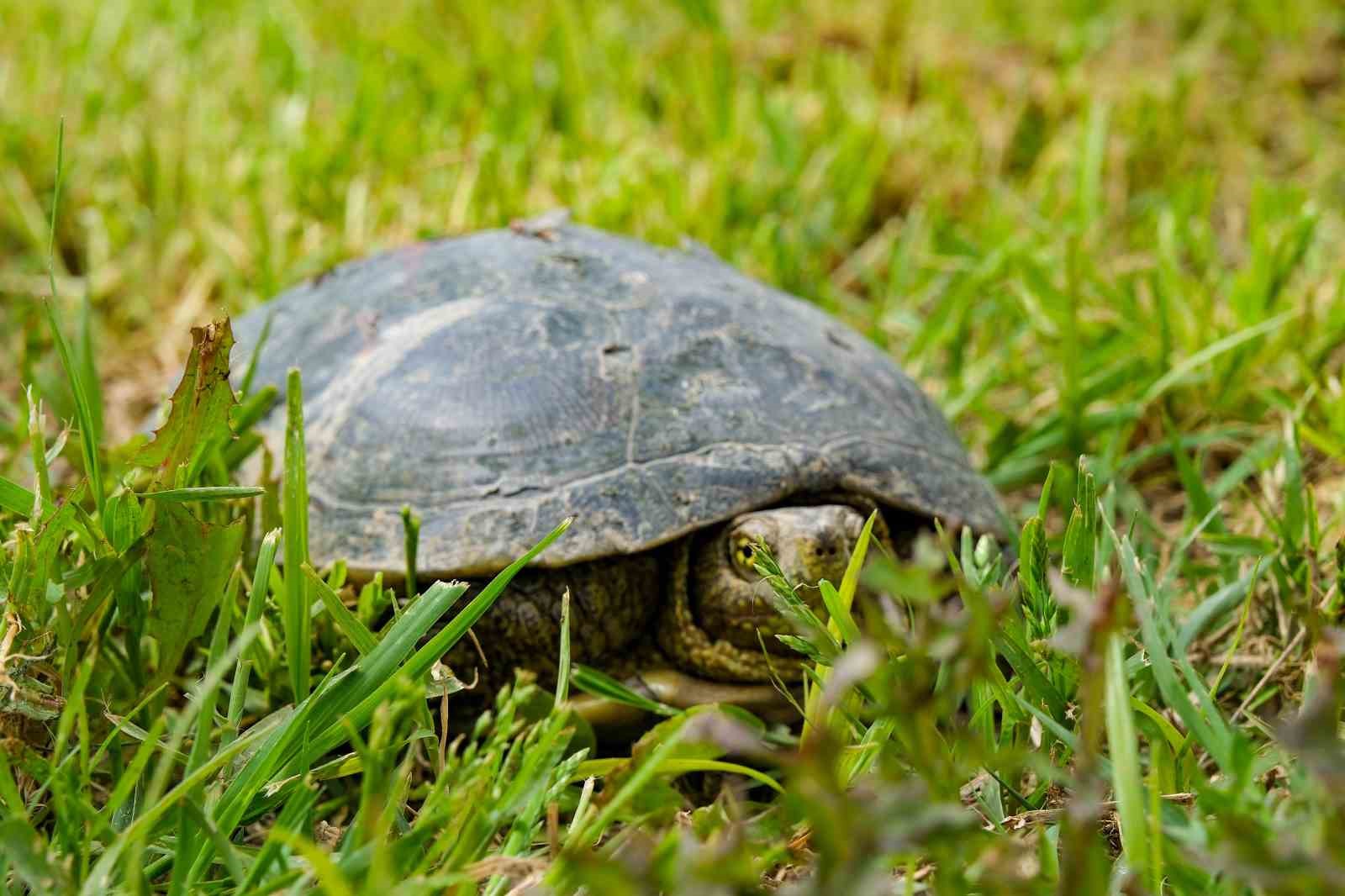 Can dostlar için Menemen’de rekor tedavi sayısına ulaşıldı
