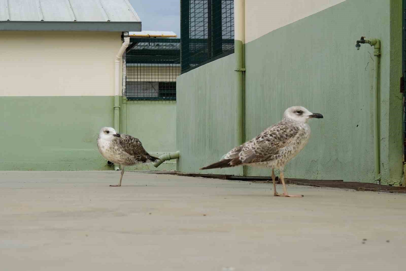 Can dostlar için Menemen’de rekor tedavi sayısına ulaşıldı
