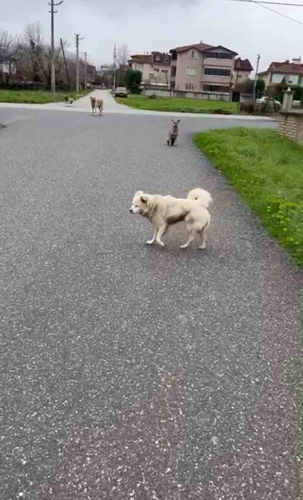 Can korkusuyla aldığı kurusıkı, işsizliğe sebep oldu
