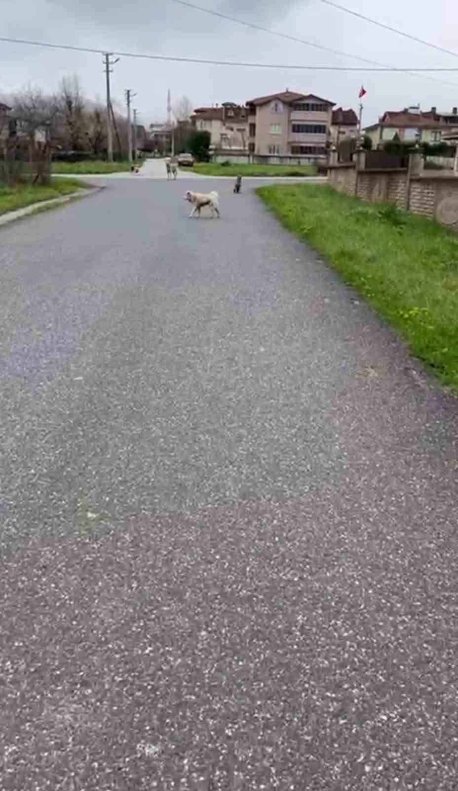 Can korkusuyla aldığı kurusıkı, işsizliğe sebep oldu
