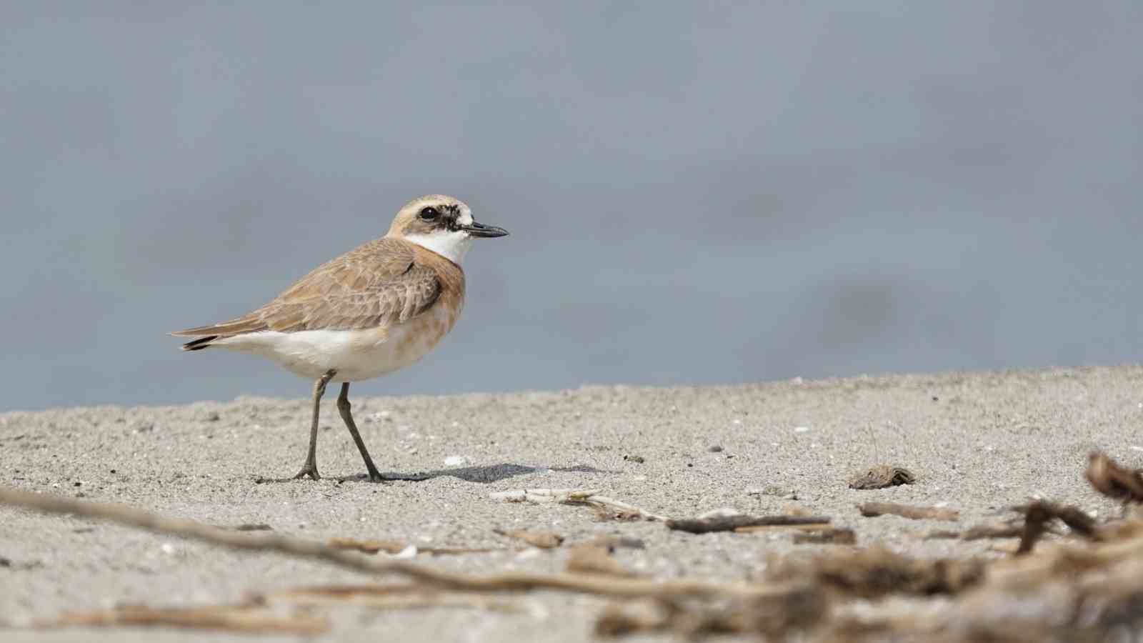 Çanakkale için yeni kuş türü: Büyük Cılıbıt
