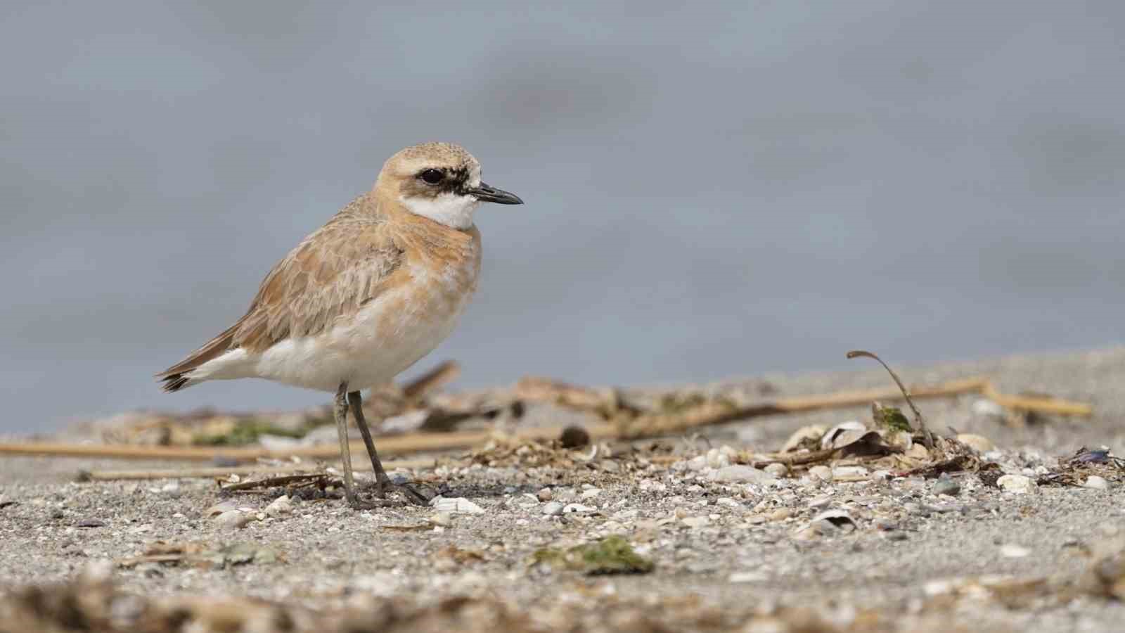 Çanakkale için yeni kuş türü: Büyük Cılıbıt
