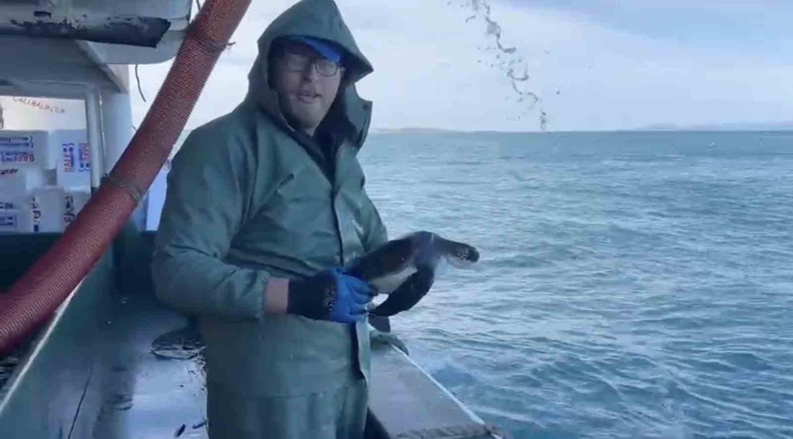 Çanakkale’de balıkçılar ağlarına takılan caretta carettayı kurtardılar

