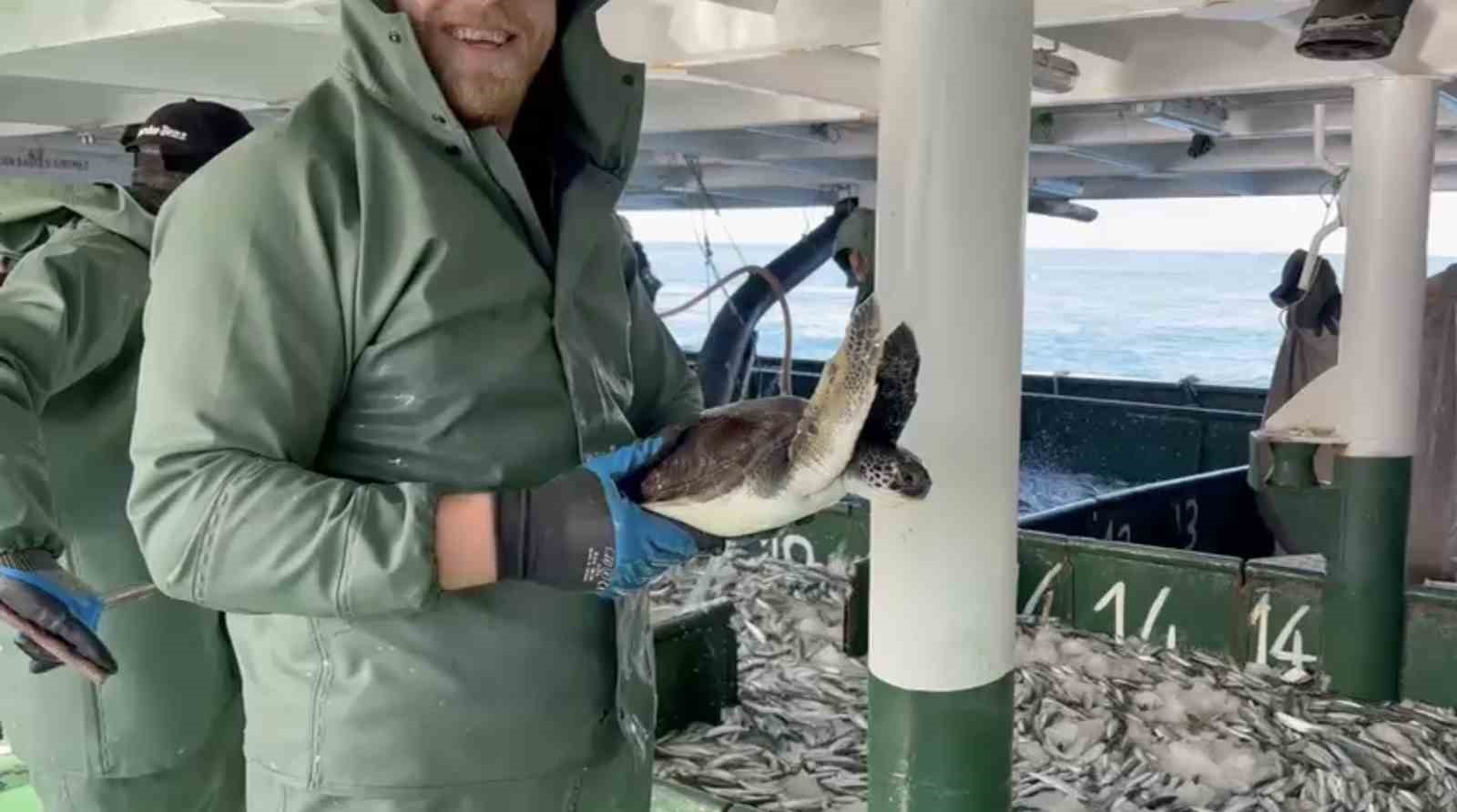 Çanakkale’de balıkçılar ağlarına takılan caretta carettayı kurtardılar
