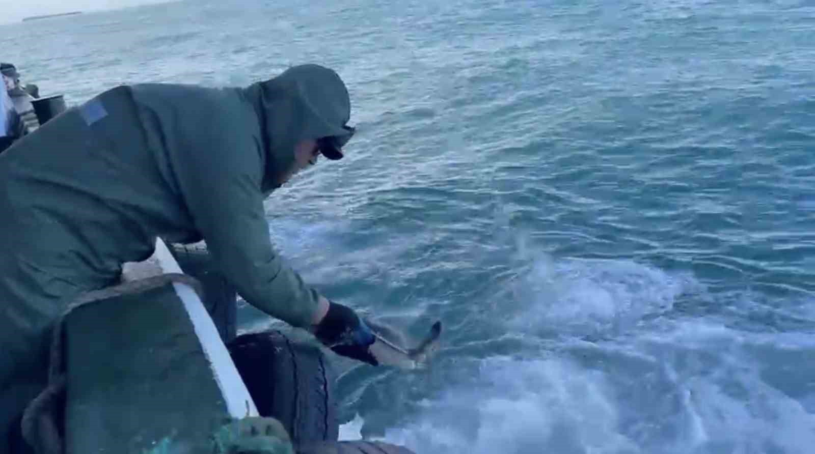 Çanakkale’de balıkçılar ağlarına takılan caretta carettayı kurtardılar
