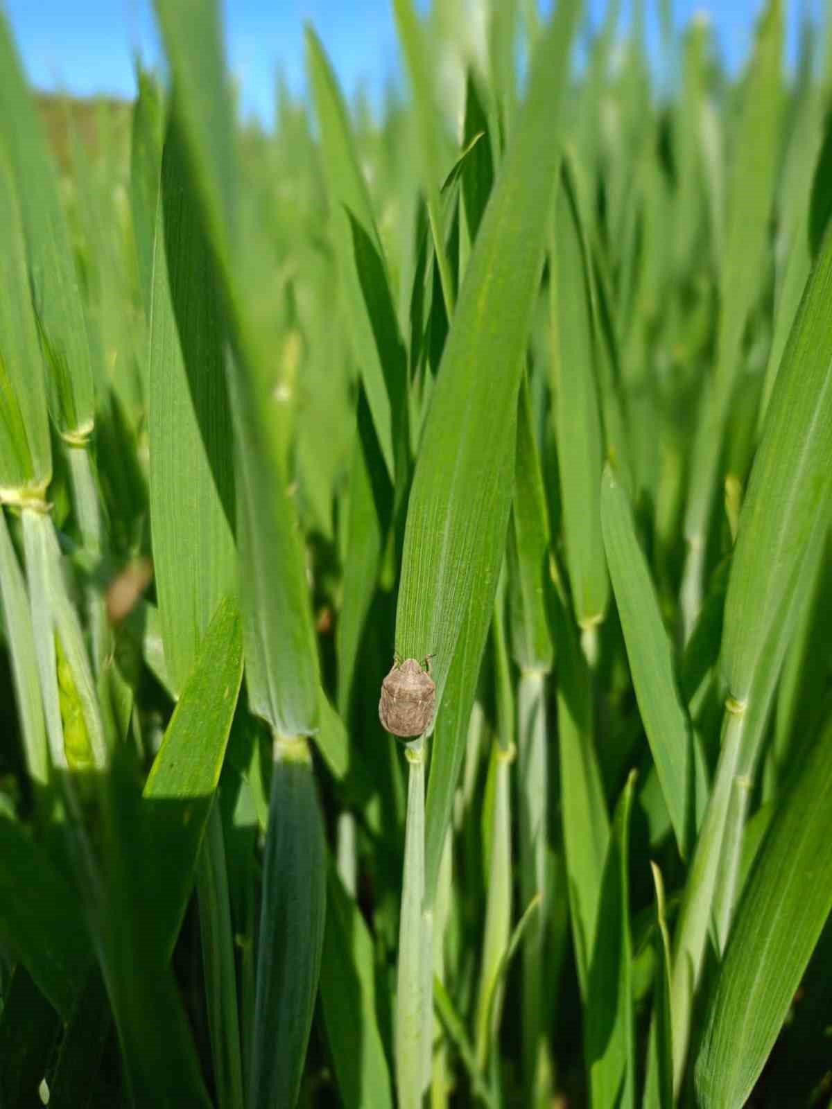 Çanakkale’de ekili ve dikili alanlarda kontroller devam ediyor
