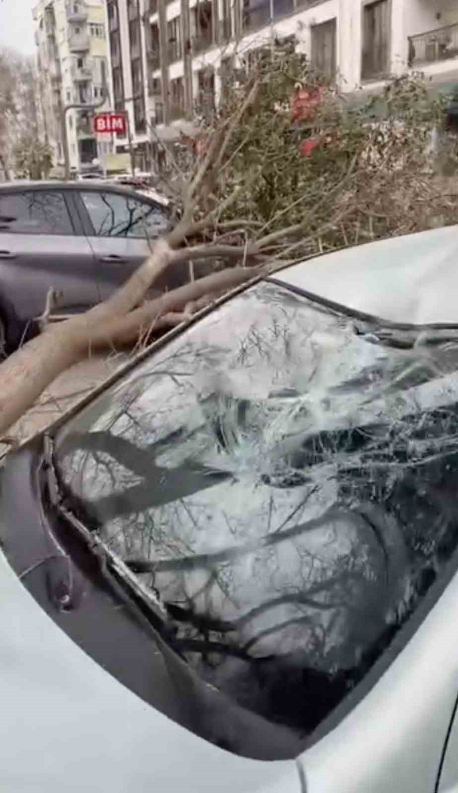 Çanakkale’de fırtına ağaçları devirdi
