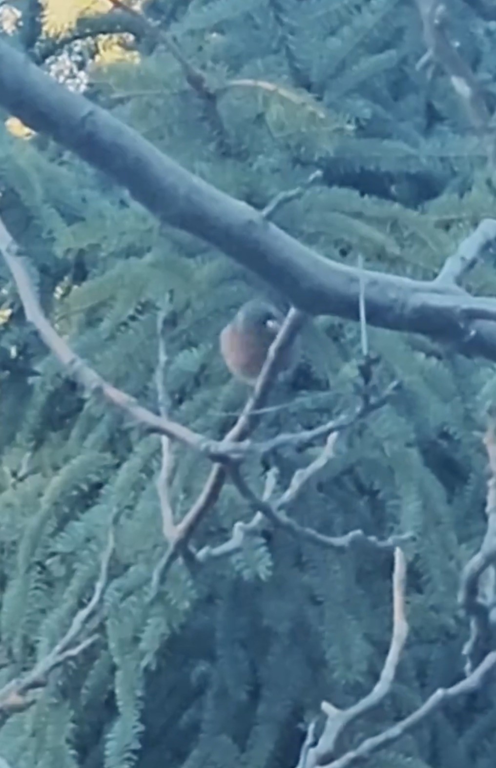 Çanakkale’de ispinoz tedavi sonrası doğaya salındı
