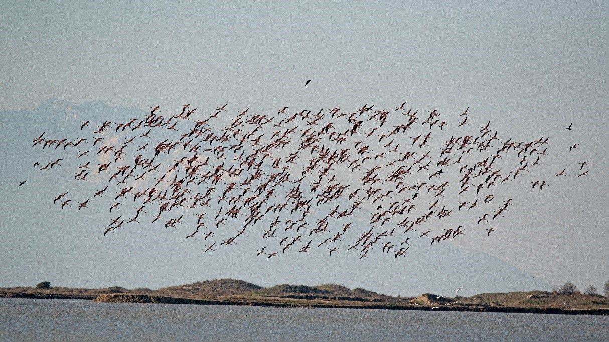 Çanakkale’de kış ortası su kuşu sayımları
