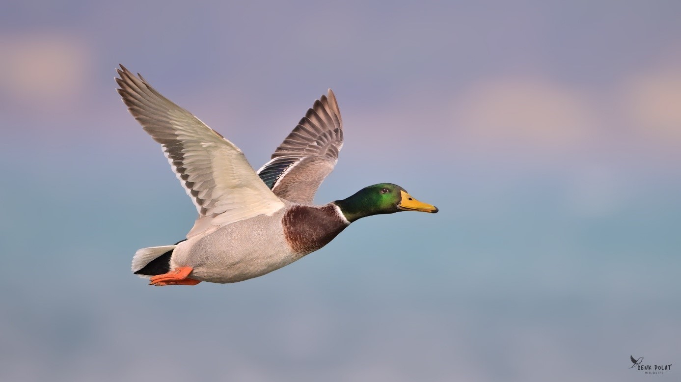 Çanakkale’de kış ortası su kuşu sayımları
