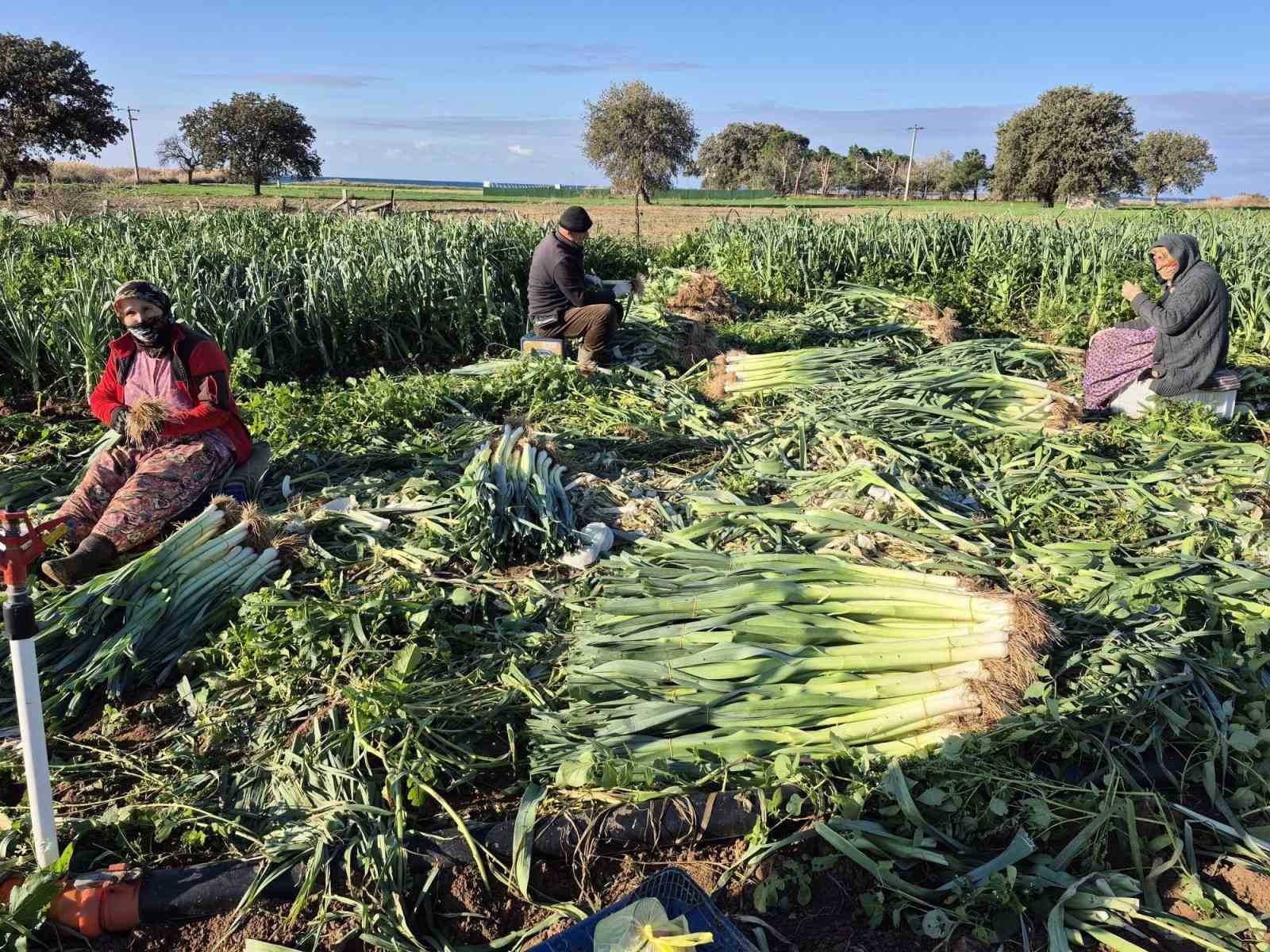 Çanakkale’de kışlık sebzelerde hastalık, zararlı ve yabancı ot sürveyleri gerçekleştirildi
