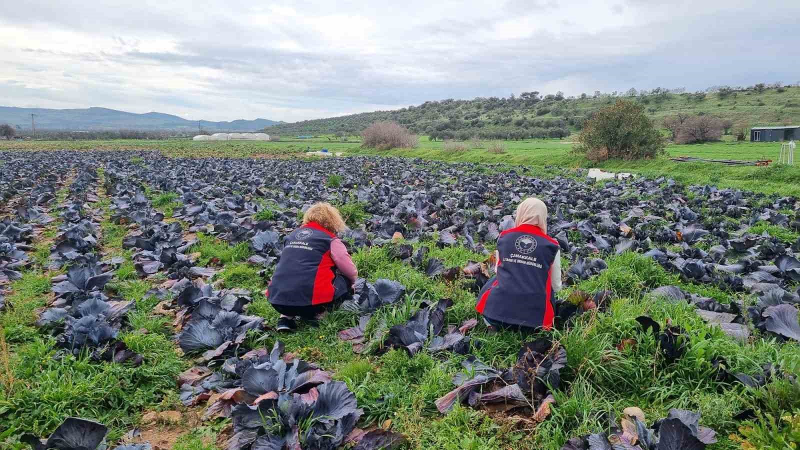 Çanakkale’de kışlık sebzelerde hastalık, zararlı ve yabancı ot sürveyleri gerçekleştirildi
