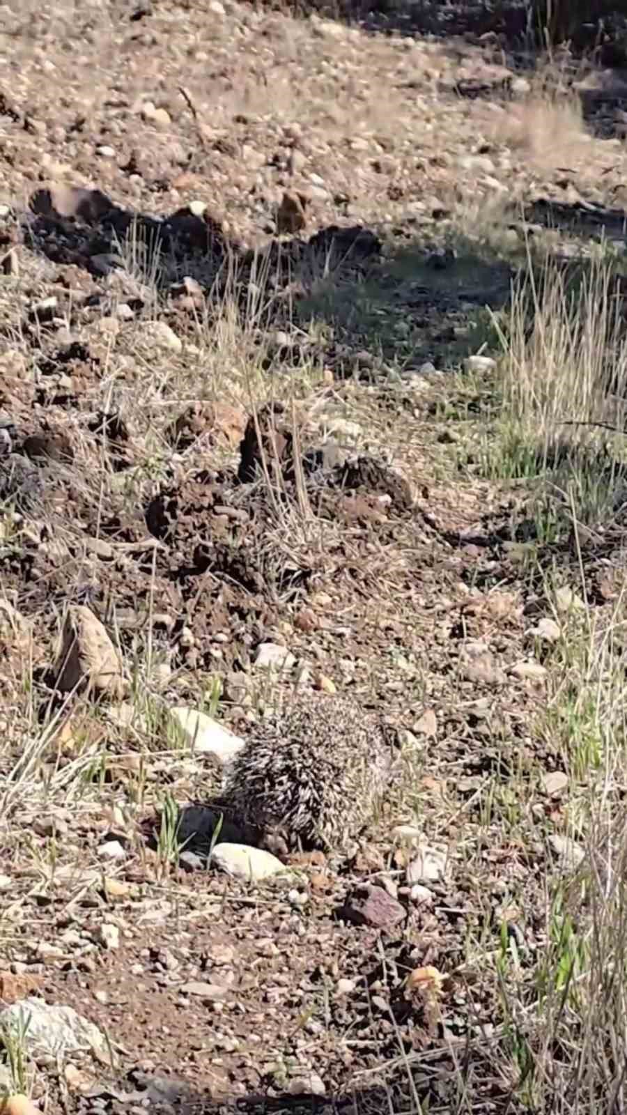 Çanakkale’de tedavisi tamamlanan kirpi doğaya salındı
