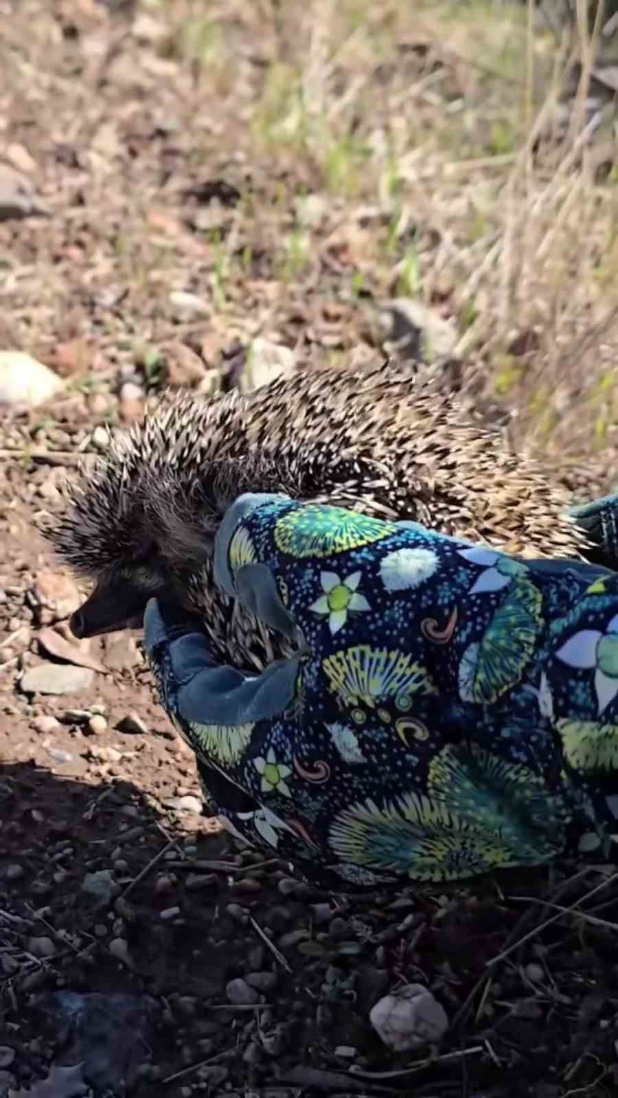 Çanakkale’de tedavisi tamamlanan kirpi doğaya salındı

