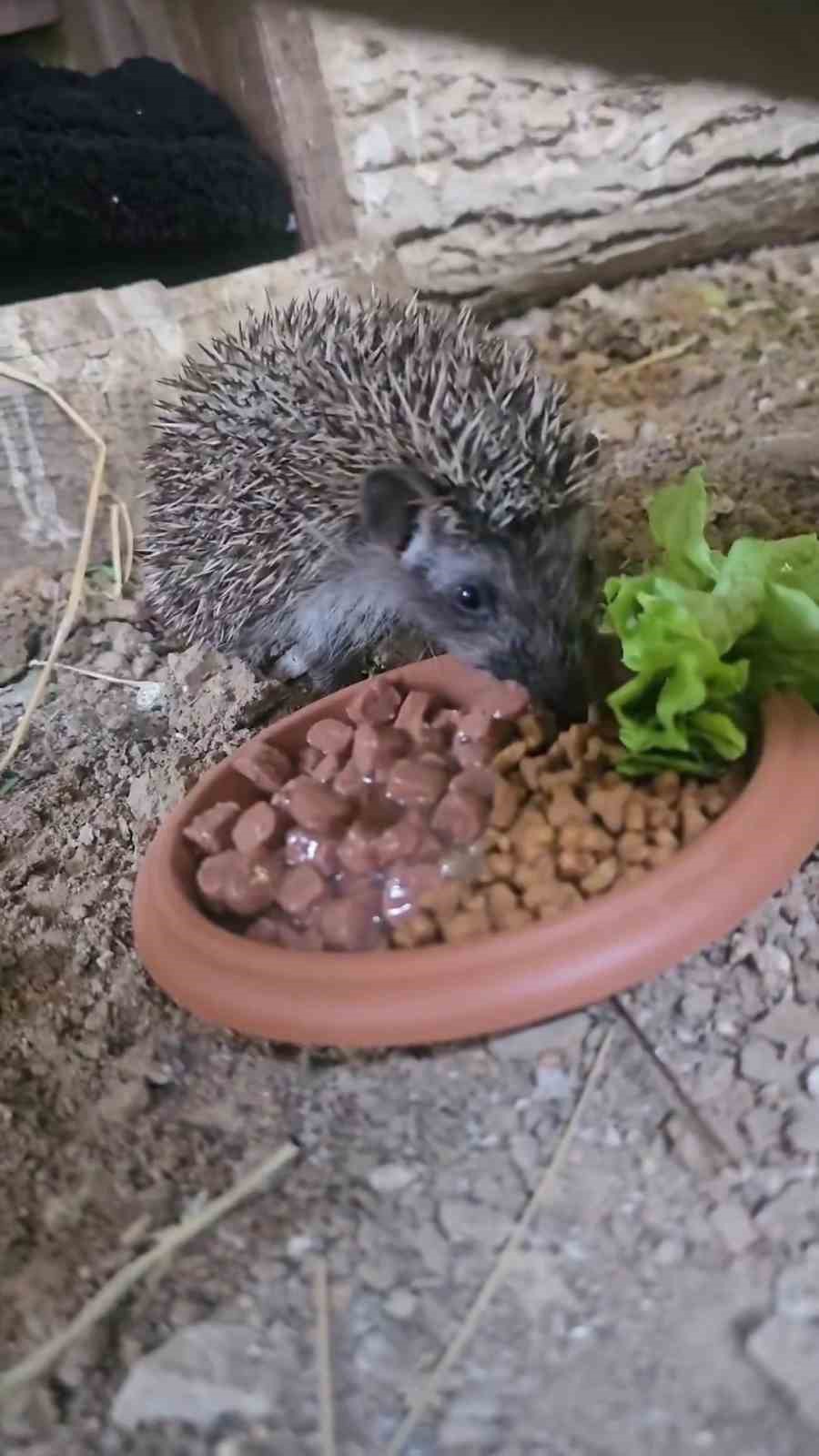 Çanakkale’de tedavisi tamamlanan kirpi doğaya salındı

