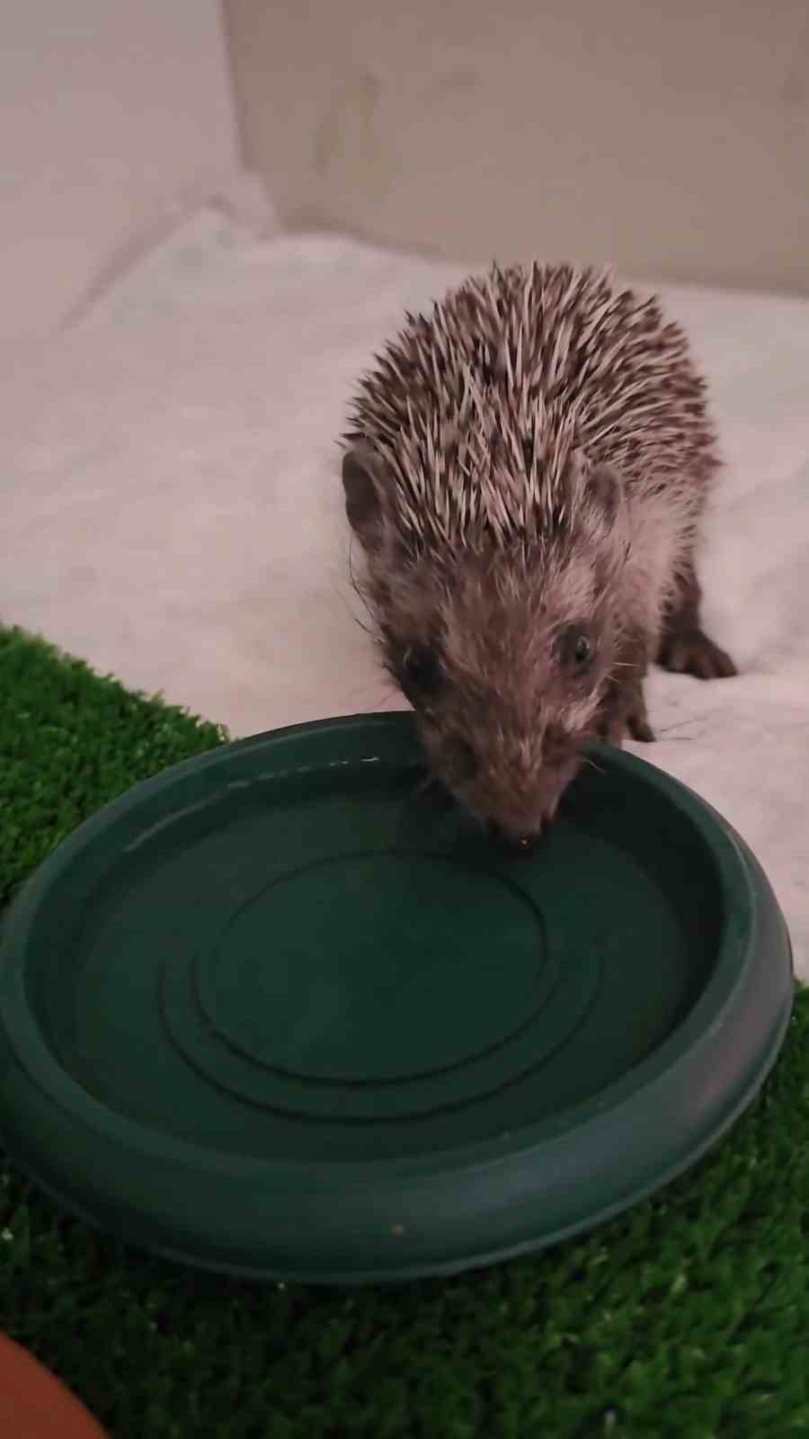 Çanakkale’de tedavisi tamamlanan kirpi doğaya salındı
