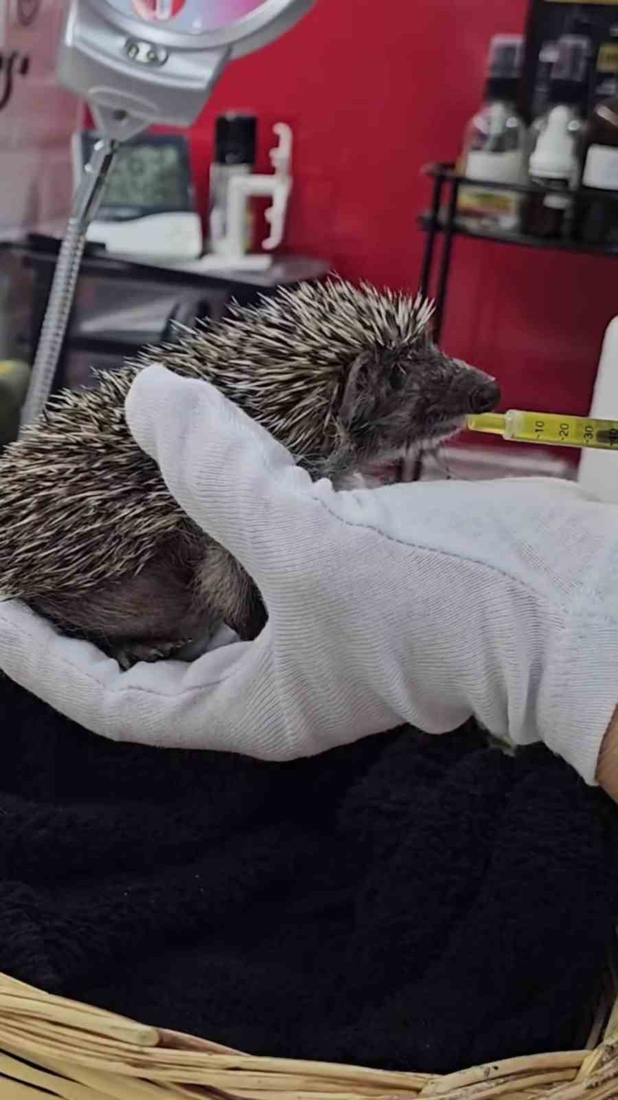 Çanakkale’de tedavisi tamamlanan kirpi doğaya salındı
