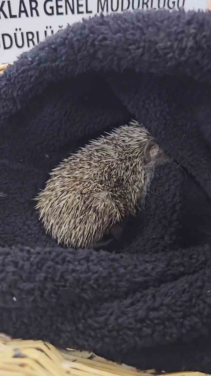 Çanakkale’de tedavisi tamamlanan kirpi doğaya salındı
