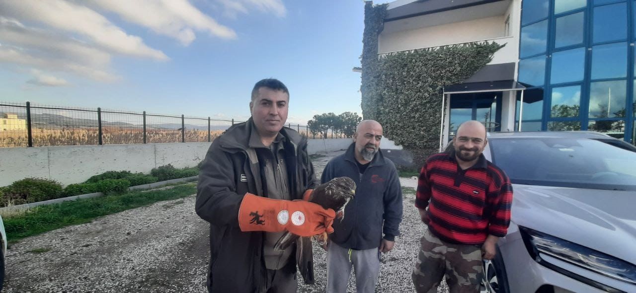 Çanakkale’de yaralı şahin koruma altına alındı
