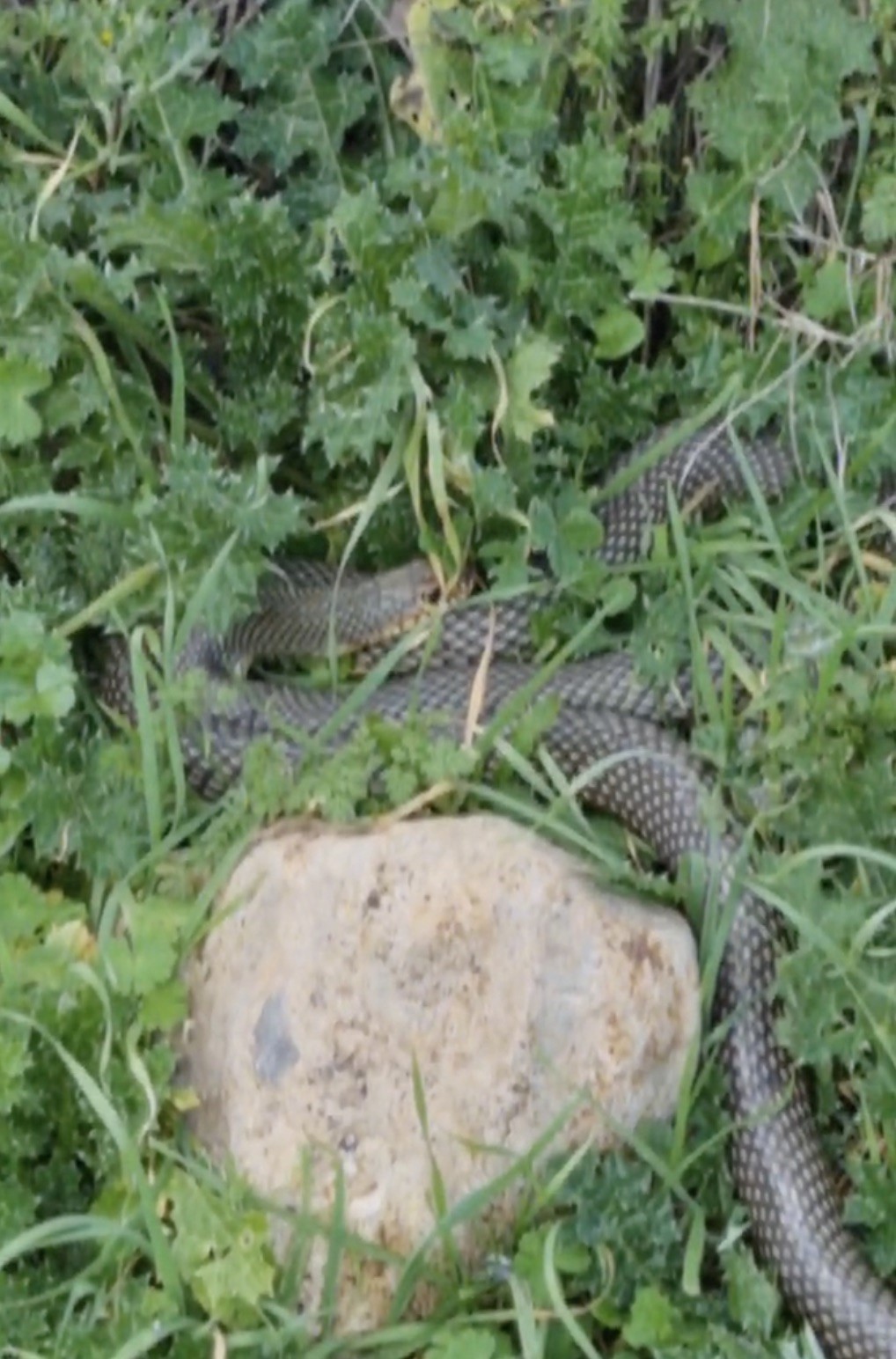 Çan’da 2 metrelik yılan kamerada
