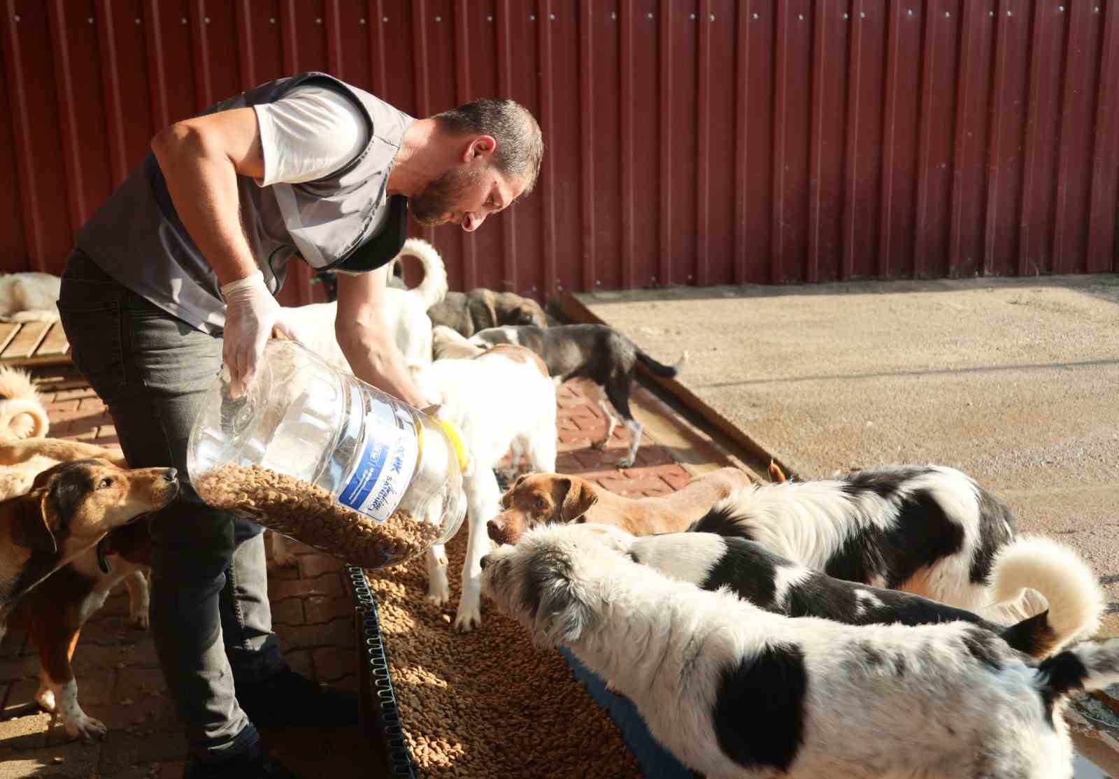Canik Belediyesi doğal yaşam alanıyla can dostlara kucak açıyor
