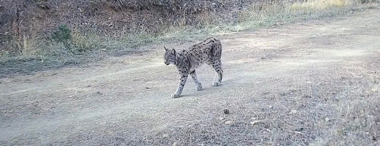 Çankırı’da yaralı kurt ve vaşak fotokapanda
