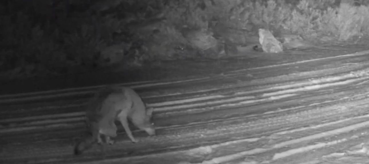 Çankırı’da yaralı kurt ve vaşak fotokapanda
