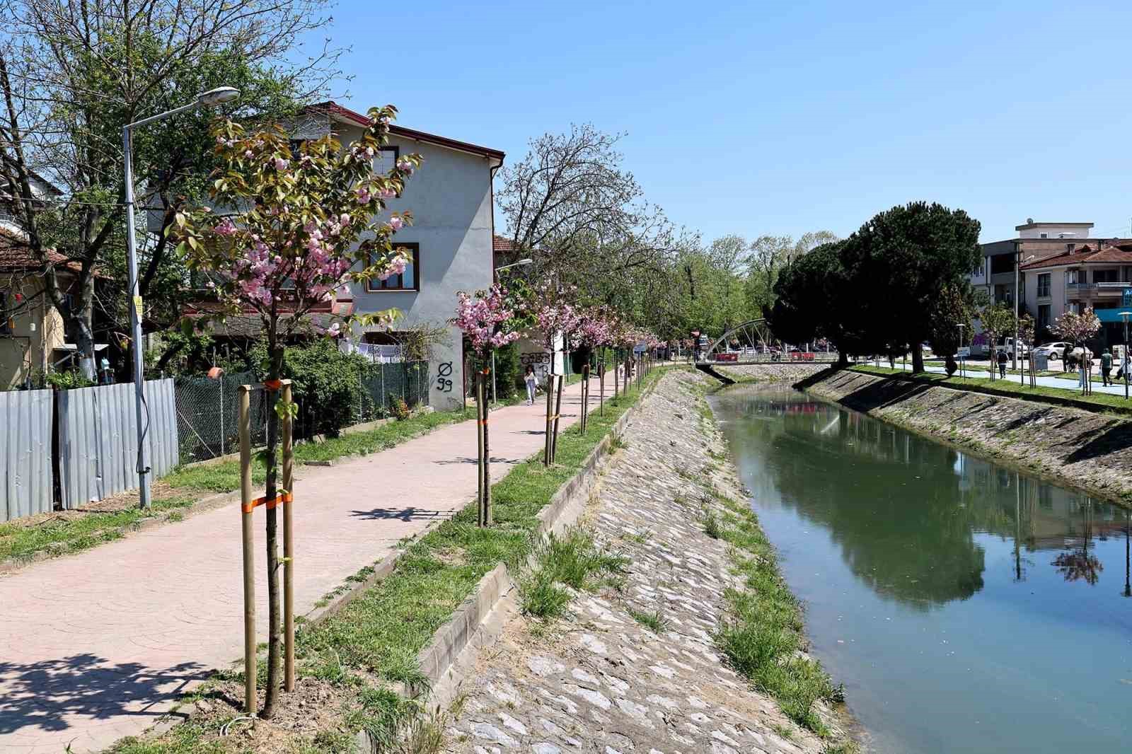 Çark Deresi kıyısında sakura güzelliği
