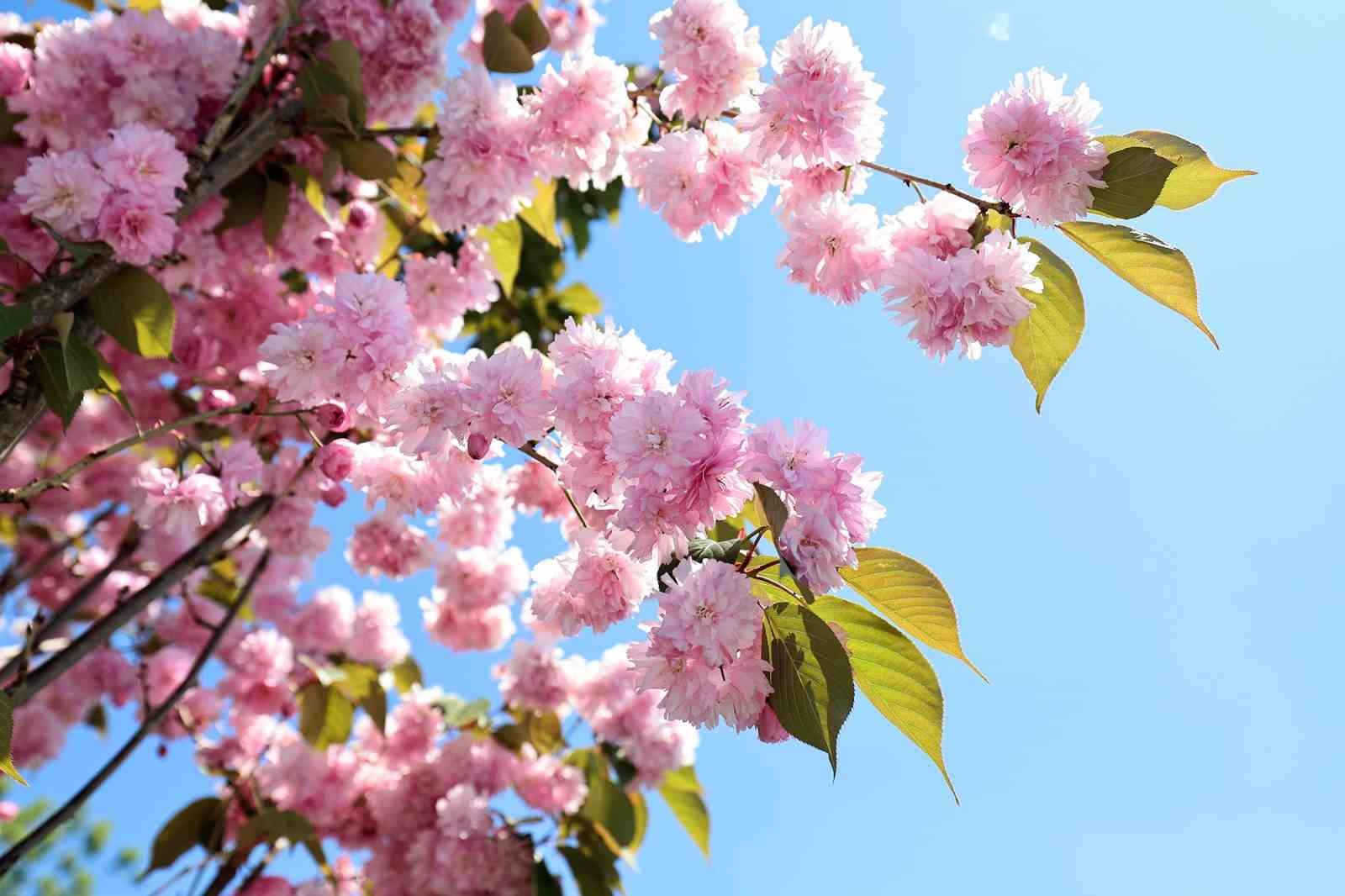 Çark Deresi kıyısında sakura güzelliği
