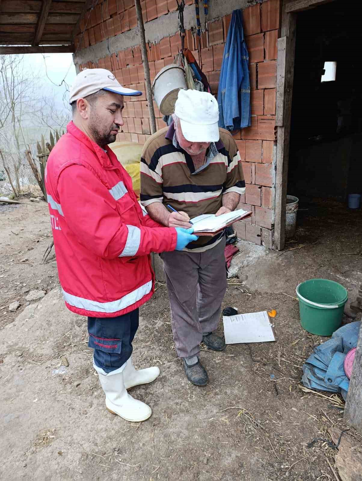 Çarşamba’da büyükbaş hayvanlara şap ve brucella aşısı
